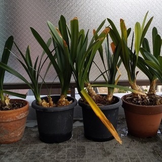 クンシラン　鉢植えの画像