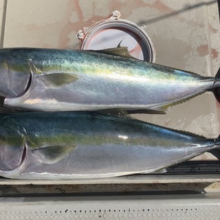 令和3年　マイボート船釣り仲間メンバー募集
