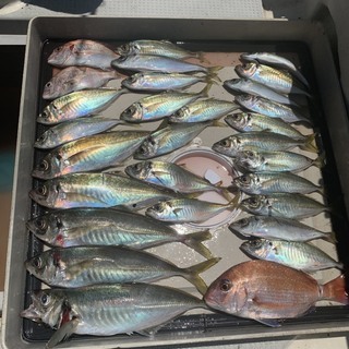 令和3年　マイボート船釣り仲間メンバー募集 − 大阪府