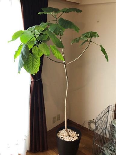 ウンベラータの苗木（2m)