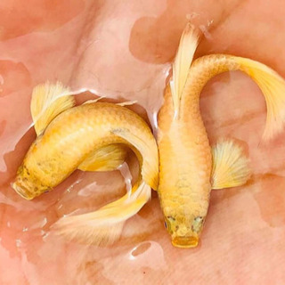 極金龍フルゴールドグッピー リボン系(1ペア) #熱帯魚の画像