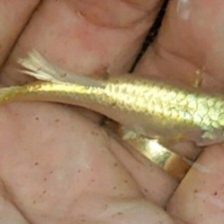 極金龍フルゴールドグッピー リボン系(1ペア) #熱帯魚の画像