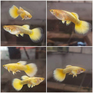 極金龍フルゴールドグッピー リボン系(1ペア) #熱帯魚の画像