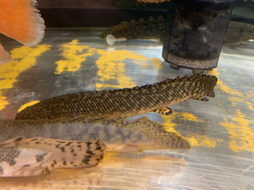熱帯魚 ポリプテルス オルナティピンニス 20cm