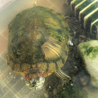 里親見つかりました❗️☆ミシシッピアカミミガメ🐢