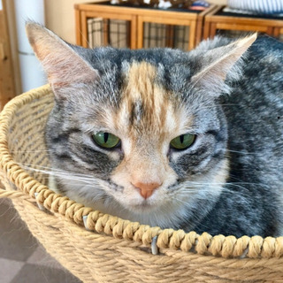 猫カフェ