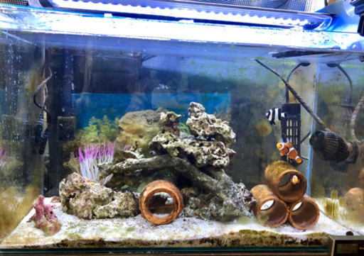 海水水槽 60サイズ