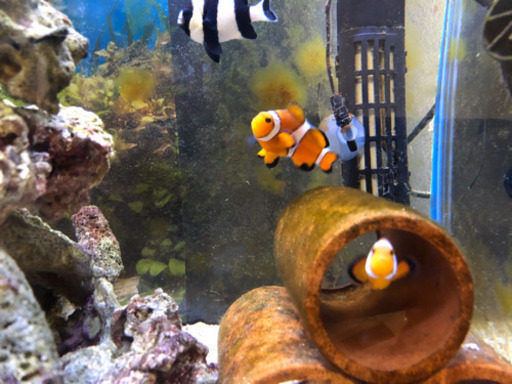 海水水槽 60サイズ 