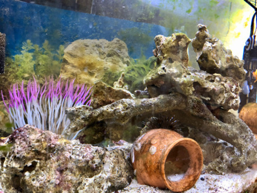 海水水槽 60サイズ 