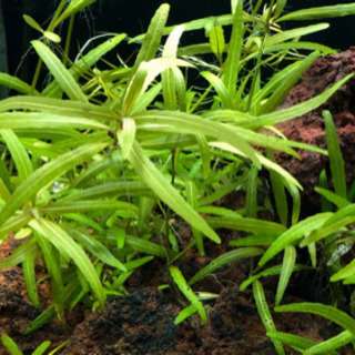 水草　ハイグロフィラ　ポリスペルマ　5本の画像