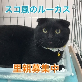 折れ耳スコ風の黒猫