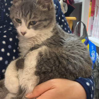 グレーの虎模様 男の子