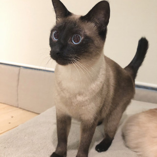 決まりました。ありがとうございました！シャム風mix猫さん