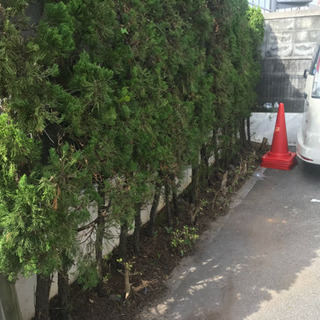 植栽、草刈り、管理の画像