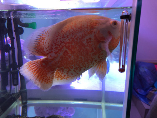 最終値下げ❗️アルビノルビーレッドオスカーとセルフィンプレコ