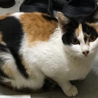 至急！どなたか可愛がってください。