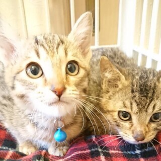 多頭飼育崩壊レスキュー、キジトラ（オスメス）