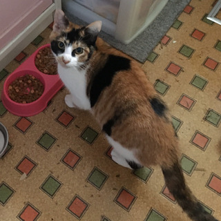 4ヶ月の子猫、母猫 どちらも三毛♀