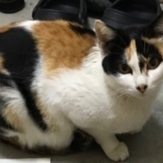 至急！里親さん募集！