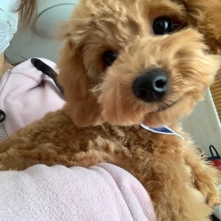 人懐っこくて可愛いトイプードル　1歳です