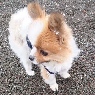 【受付を一旦中止させて頂きます】パーティーカラーのポメラニアン♂４歳です - 相模原市