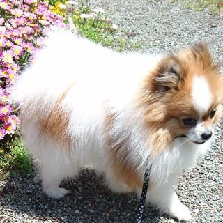 【受付を一旦中止させて頂きます】パーティーカラーのポメラニアン♂４歳です - 犬