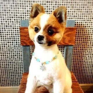 【受付を一旦中止させて頂きます】パーティーカラーのポメラニアン♂４歳です − 神奈川県