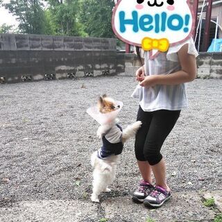 【受付を一旦中止させて頂きます】パーティーカラーのポメラニアン♂４歳です - 里親募集