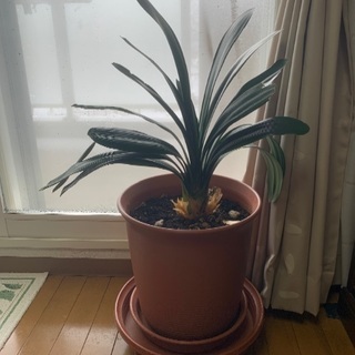 あげます♪胡蝶蘭の鉢の画像