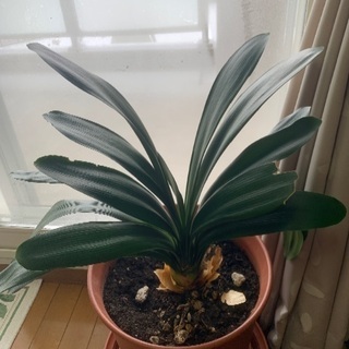 あげます♪胡蝶蘭の鉢
