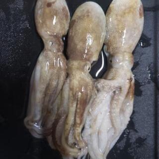 新年釣り仲間募集中(￣□￣;)!! - 日野市