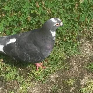 鳥🐦と会話可能なメンバー