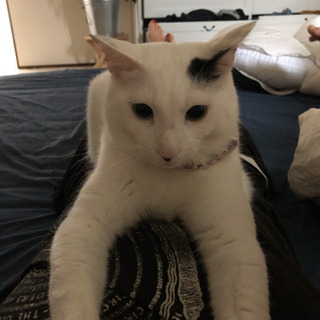 (見つかりました！有難うございます。) 迷い猫探しています！中野...