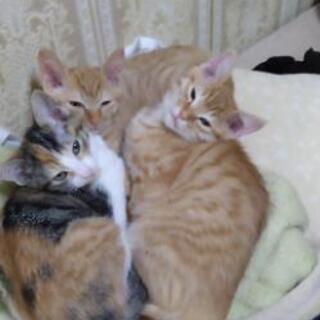 里親募集🐈