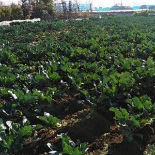 冬野菜の収穫体験はいかがですか。