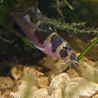 クーリーローチ (熱帯魚 ドジョウ アクアリウム)