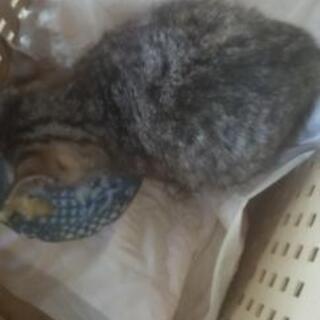 子猫1.5か月ぐらいの子里親さん募集中です。