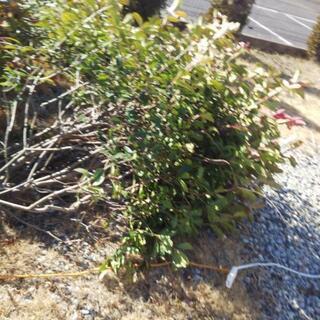 まき   木の画像