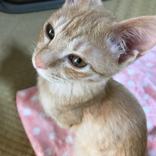 ✴︎里親様みつかりました✴︎オスの子猫ちゃんを保護してます