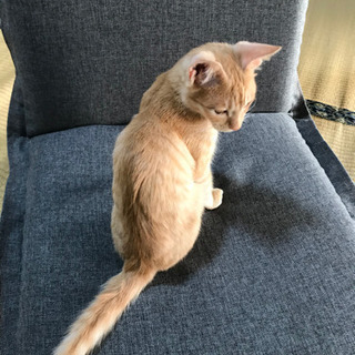 ✴︎里親様みつかりました✴︎オスの子猫ちゃんを保護してます - 猫