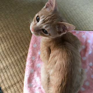 ✴︎里親様みつかりました✴︎オスの子猫ちゃんを保護してます - 宇土市