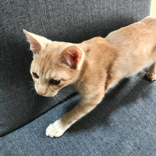 ✴︎里親様みつかりました✴︎オスの子猫ちゃんを保護してます - 里親募集