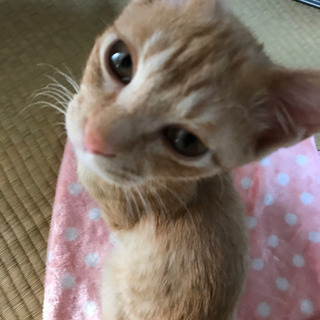 ✴︎里親様みつかりました✴︎オスの子猫ちゃんを保護してます − 熊本県