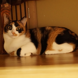 人間大好き！お膝大好き！三毛猫のしっぽちゃん - 猫