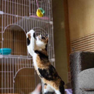 人間大好き！お膝大好き！三毛猫のしっぽちゃん − 大阪府