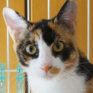 人間大好き！お膝大好き！三毛猫のしっぽちゃんの画像