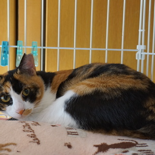 人間大好き！お膝大好き！三毛猫のしっぽちゃん - 八尾市