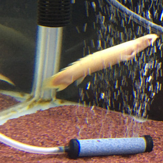 ポリプテルス　アルビノセネガルス　ショート個体