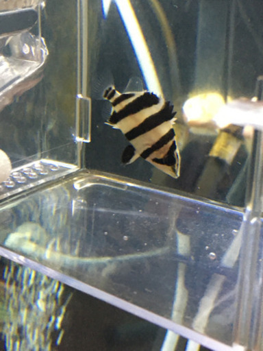 ダトニオリアルバンド　完品個体