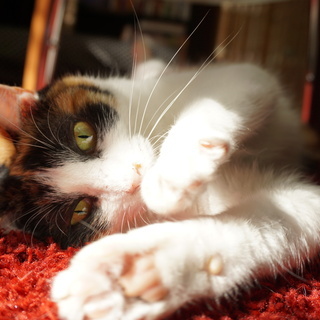 おとなしい三毛猫、ゆったりと過ごしたい人にピッタリ！　ぶちこちゃん - 八尾市